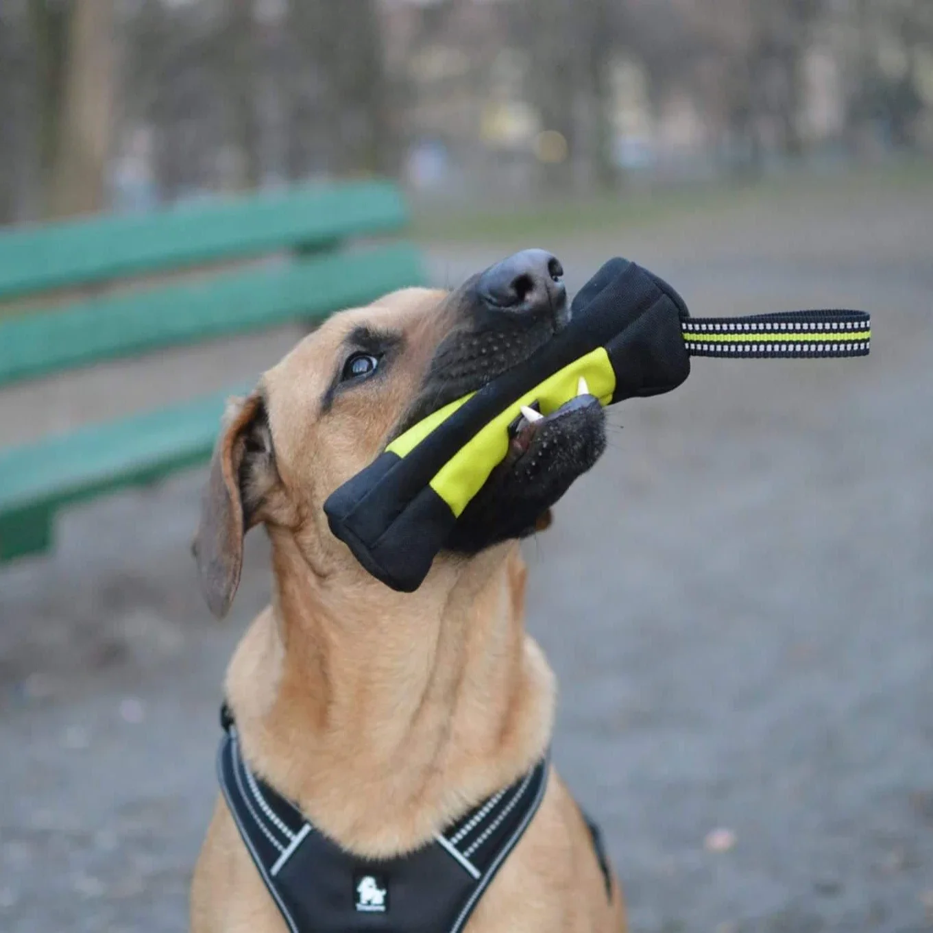 Truelove Dog Training Retrieve - Food Pouch Reusable 评论和价格